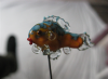 Tropefisk 6 - Orangefisk